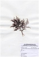 藏品(細翼枝菜)的圖片